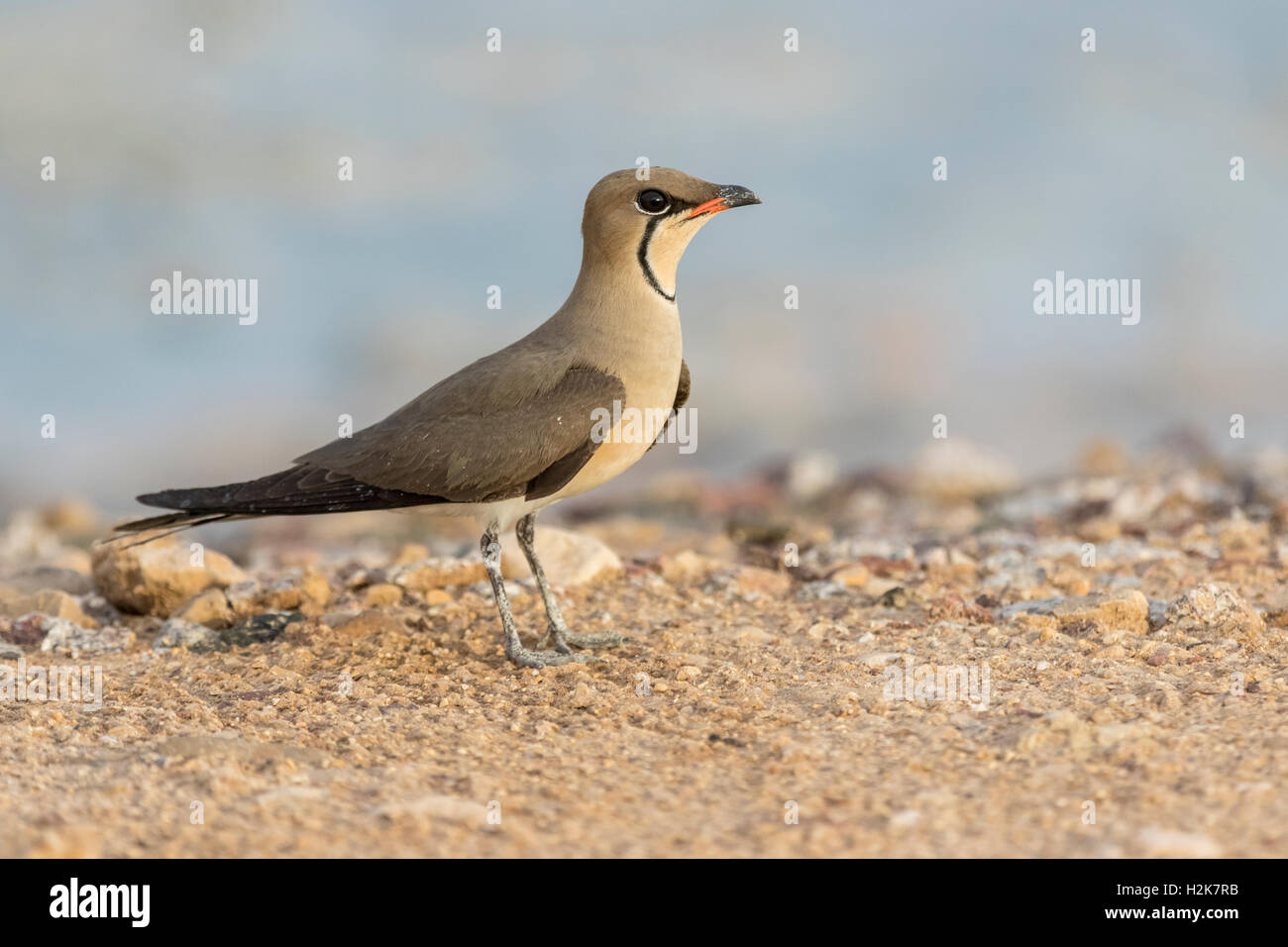 Unico Pernice di mare Glareola pratincola appoggiate sul suolo Eilat, Israele Foto Stock