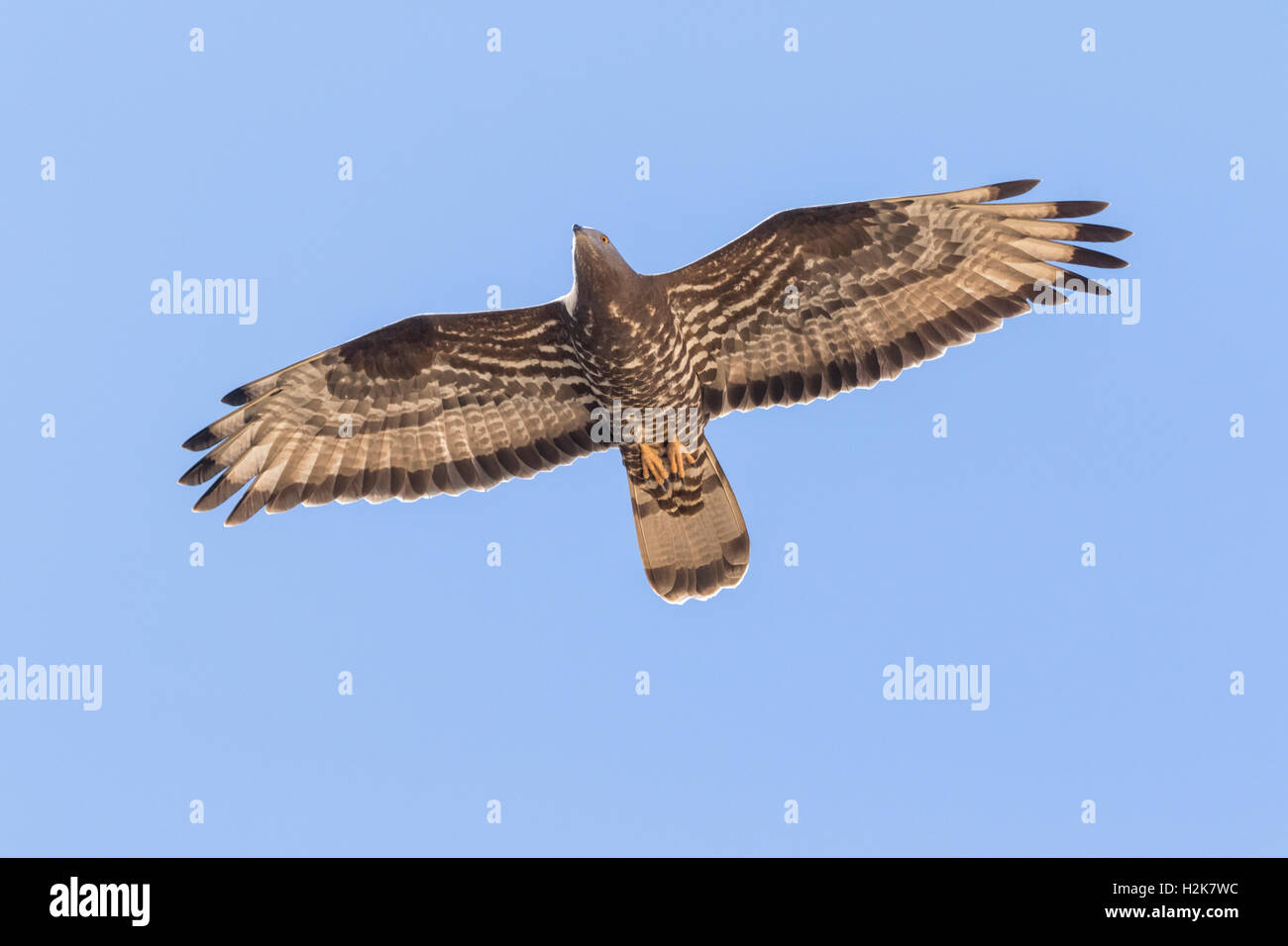 Singoli Falco Pecchiaiolo Pernis apivorus in volo contro il cielo blu, Eilat, Israele Foto Stock