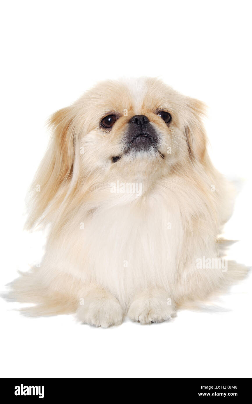 Pekingese dog isolato su uno sfondo bianco Foto Stock