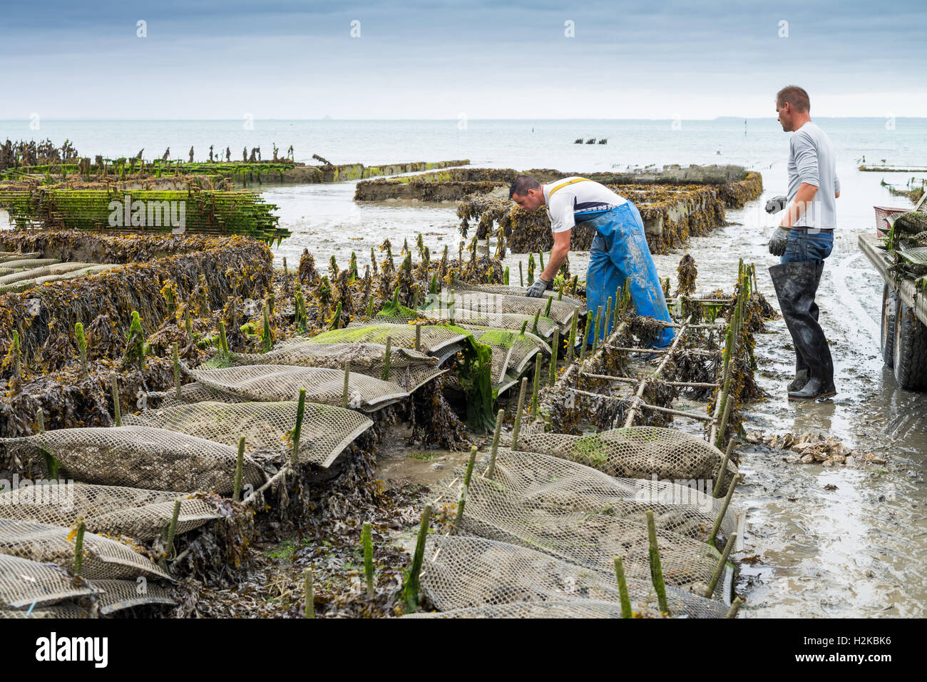 Gli allevatori di ostriche, Cancale, Brittany, Francia, Unione Europea, Europa Foto Stock