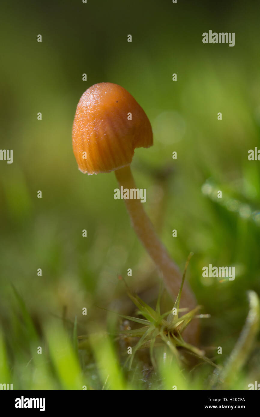 Alti toadstool arancione tra il muschio nel Surrey, Inghilterra Foto Stock