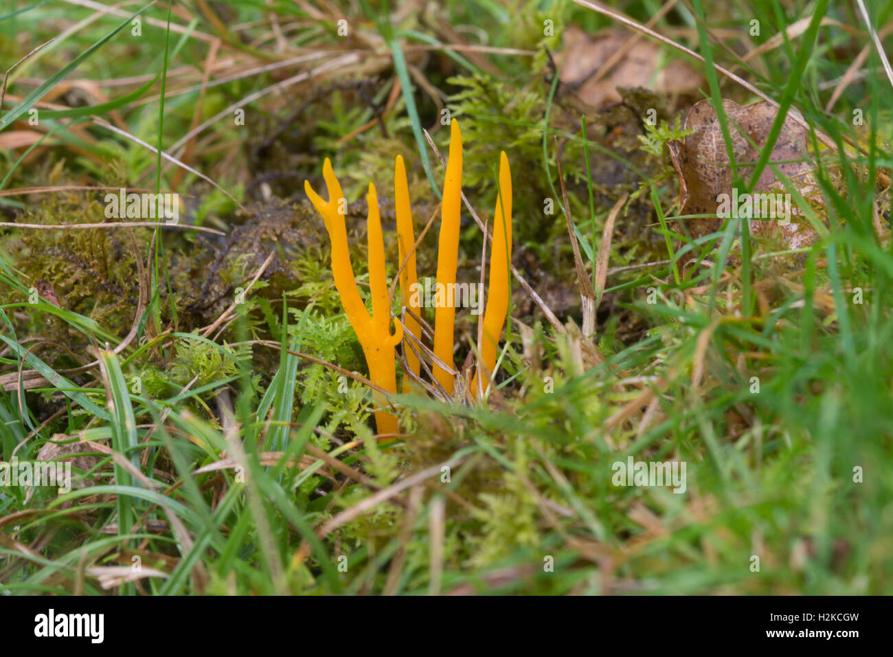 Giallo staghorn fungo (Calocera viscosa) in Inghilterra, Regno Unito Foto Stock