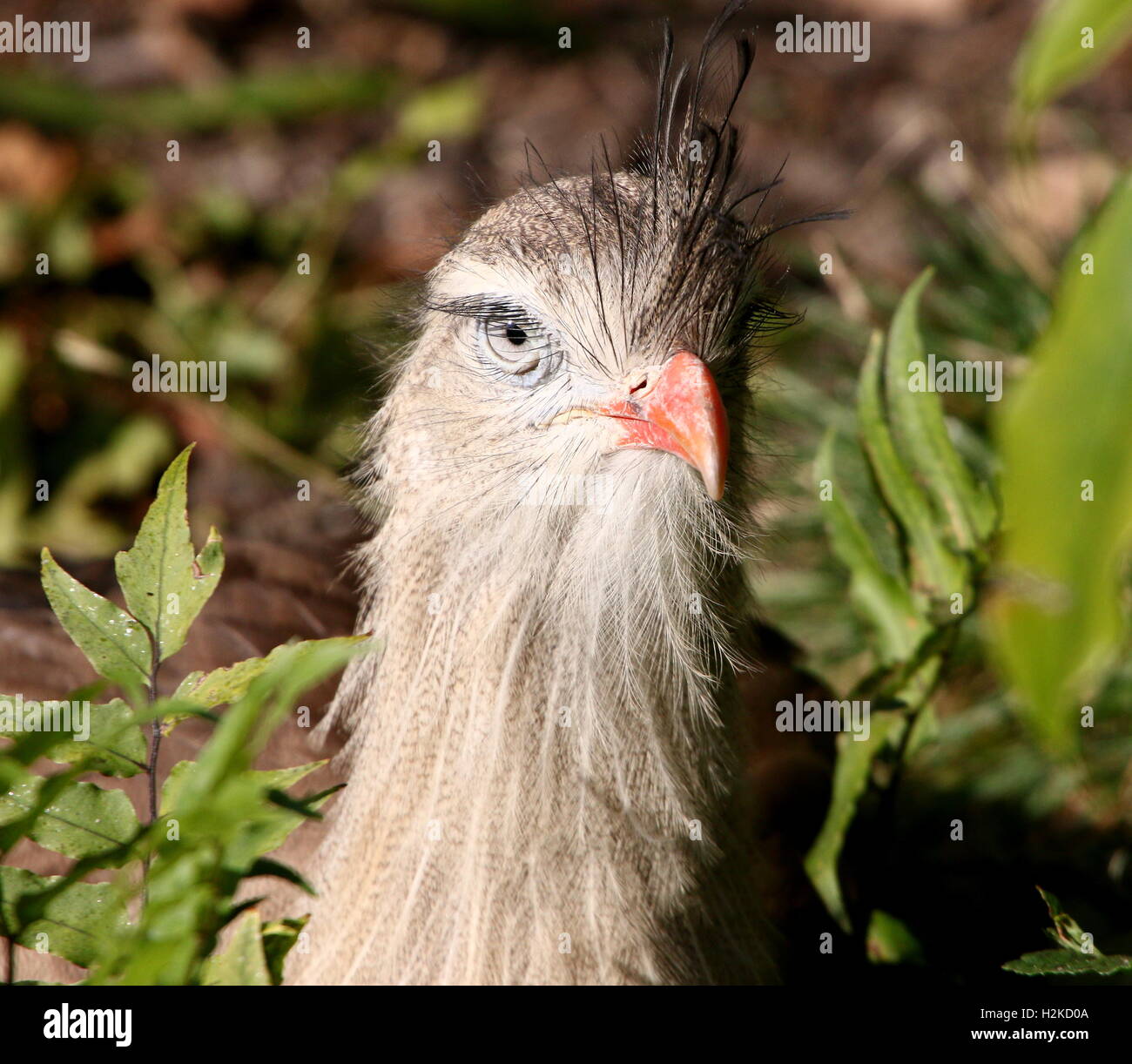 Testa di un Sud Americana Crested Cariama (Cariama cristata) a.k.a. Red-gambe, Seriema rivolta verso la telecamera Foto Stock