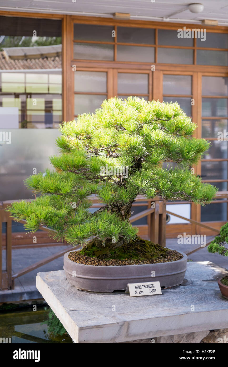 A quaranta anni Pinus Thumbergi albero di bonsai. Marbella museo del bonsai. La provincia di Malaga, Andalusia, Spagna Foto Stock