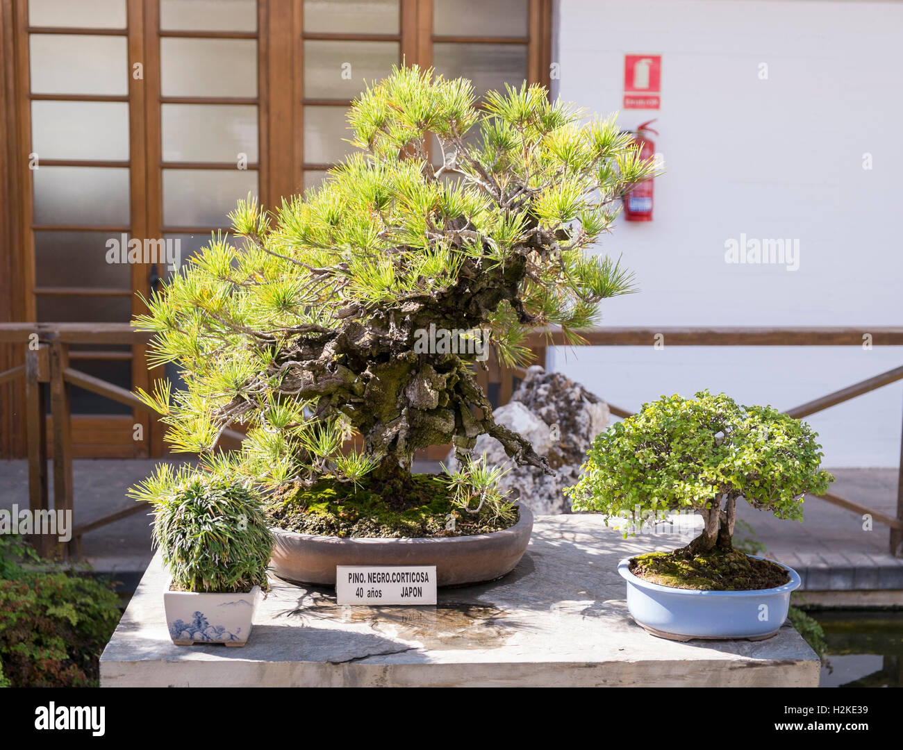 Giapponese di pino nero bonsai tree (Pinus Thumbergii). Marbella museo del bonsai. La provincia di Malaga, Andalusia, Spagna Foto Stock