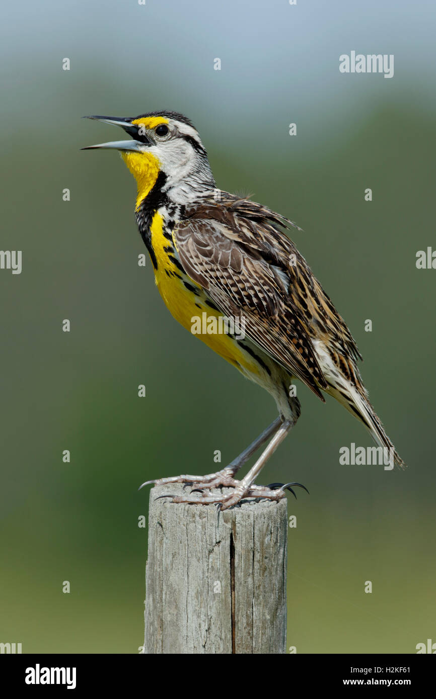 Orientale, Meadowlark Sturnella magna. Florida USA Foto Stock