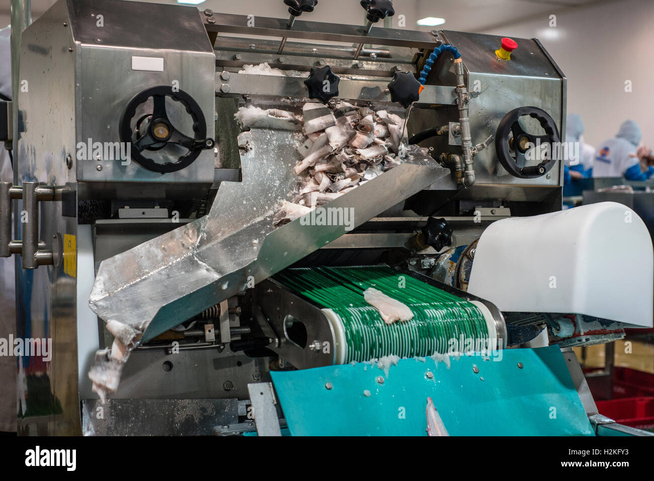 La lavorazione del pesce nella factory di Walvis Bay, Namibia. Un prodotto principale della fabbrica è il nasello, rendendo 22 000 tonnellate di prodotto finale una volta l'anno. Quasi tutto il pesce è di produrre a fini di esportazione di Euro paesi dell'Unione, l'Australia e gli Stati Uniti d'America. Foto Stock