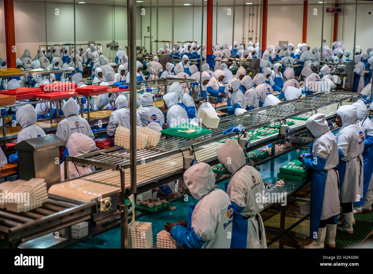 I lavoratori di una trasformazione del pesce fanno di fabbrica di filetto  di nasello. Walvis Bay, Namibia. Un prodotto principale della fabbrica è il  nasello, rendendo 22 000 tonnellate di prodotto finale
