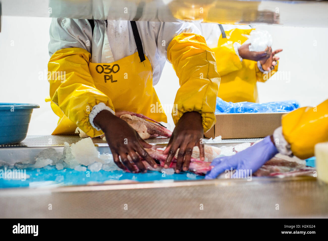 I lavoratori di una lavorazione del pesce in fabbrica scorfano di preparare per la vendita in un negozio della fabbrica. Walvis Bay, Namibia. Un prodotto principale della fabbrica è il nasello, rendendo 22 000 tonnellate di prodotto finale una volta l'anno. Quasi tutto il pesce è di produrre a fini di esportazione di Euro paesi dell'Unione, l'Australia e gli Stati Uniti d'America. Foto Stock