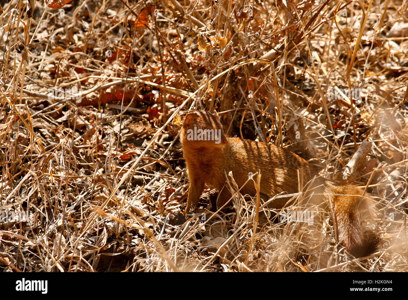 La Mangusta snella, Galerella sanguinea. Parco Nazionale di Mana Pools. Zimbabwe Foto Stock