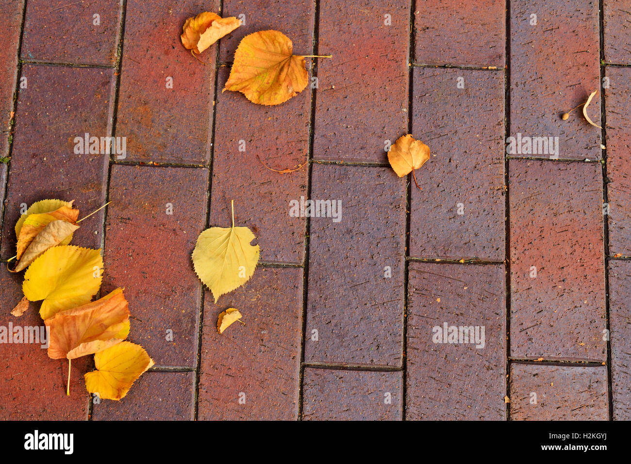 Nuova pavimentazione in lastre e foglie cadute, Foto Stock