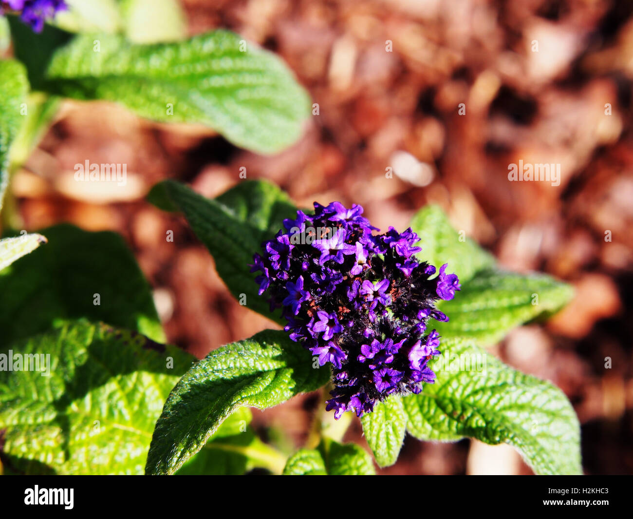 Heliotropium arborescens - garden heliotrope Foto Stock