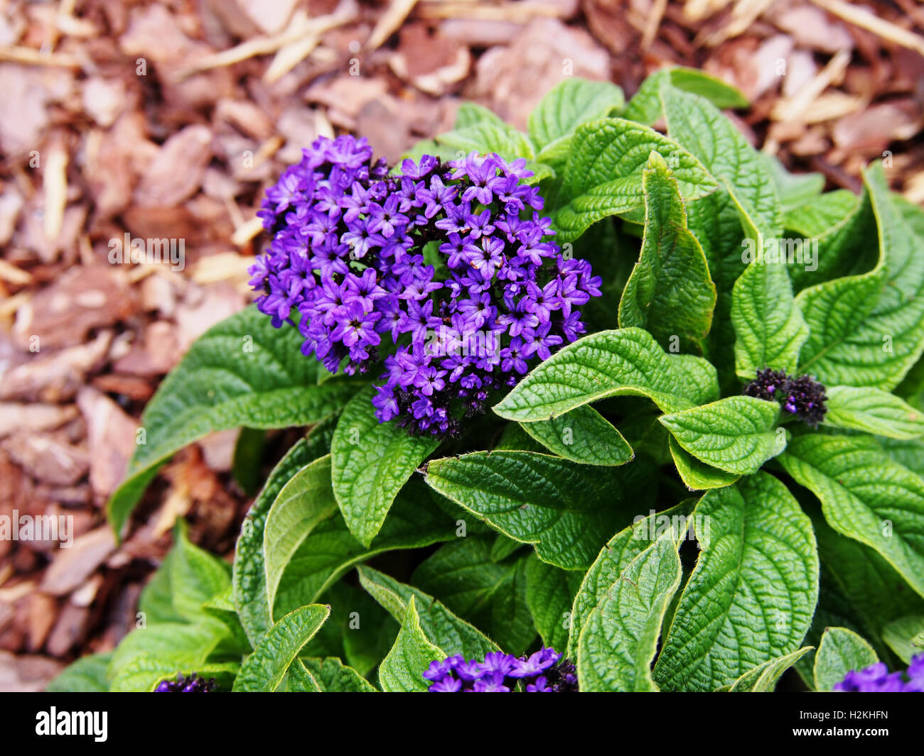 Heliotropium arborescens - garden heliotrope Foto Stock