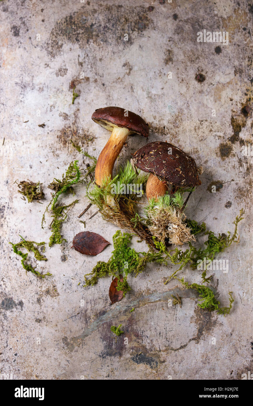 Selvaggia foresta commestibile fungo polacco boletus con root e moss su ferro vecchio sfondo texture. Vista superiore, spazio di copia Foto Stock