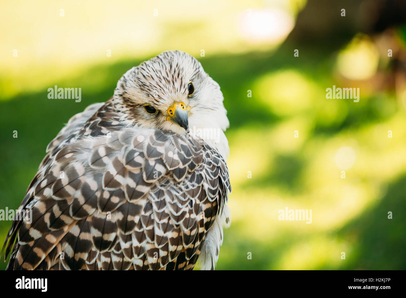 Gyrfalcon ibrido e Saker Falcon. In cattività, lanners e sakers può incrociare e gyrfalcon-saker ibridi sono anche dispon Foto Stock