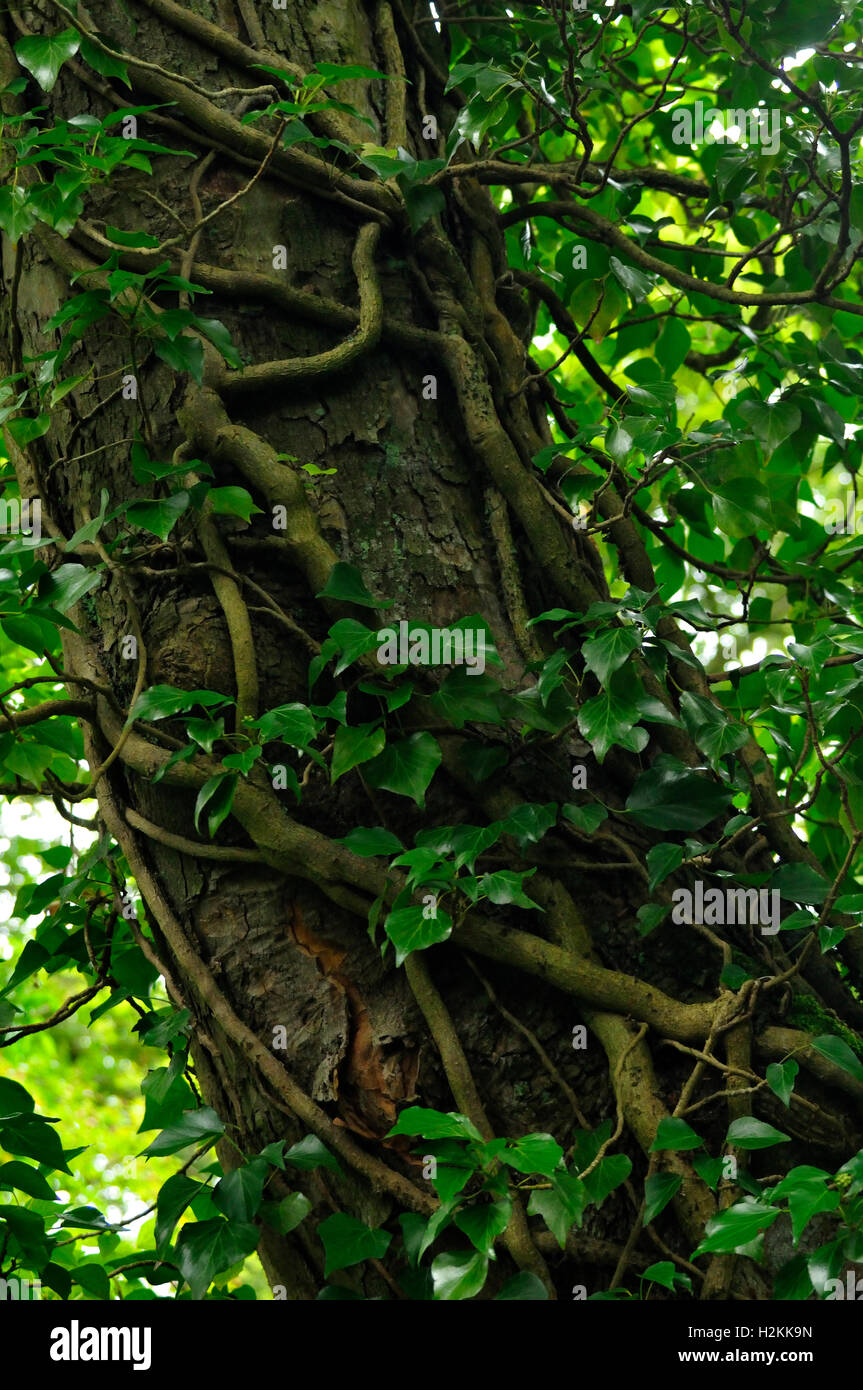 Ivy liane su albero Foto Stock