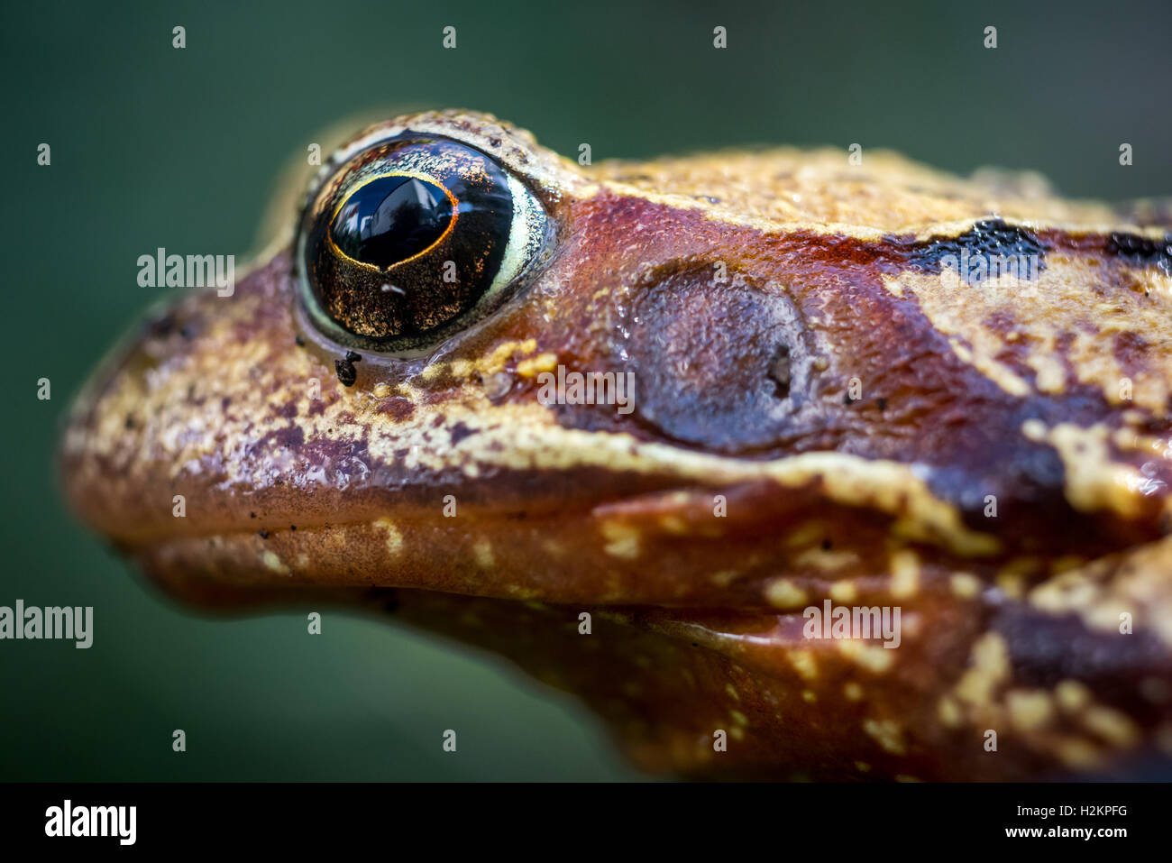 Sussex, Regno Unito. Il 28 settembre 2016. Un giardino comune rana in un giardino nel Sussex ieri; uno studio pubblicato questa settimana nella ricerca biologica ufficiale, Royal Society B, suggerisce che l'introduzione di animali infetti da rivenditori acquatici in stagni, o specie in movimento tra i diversi stagni, possono giocare un ruolo nella diffusione della mortale malattia di rana, ranavirus, in tutto il Regno Unito. Credito: Andrew Hasson/Alamy Live News Foto Stock