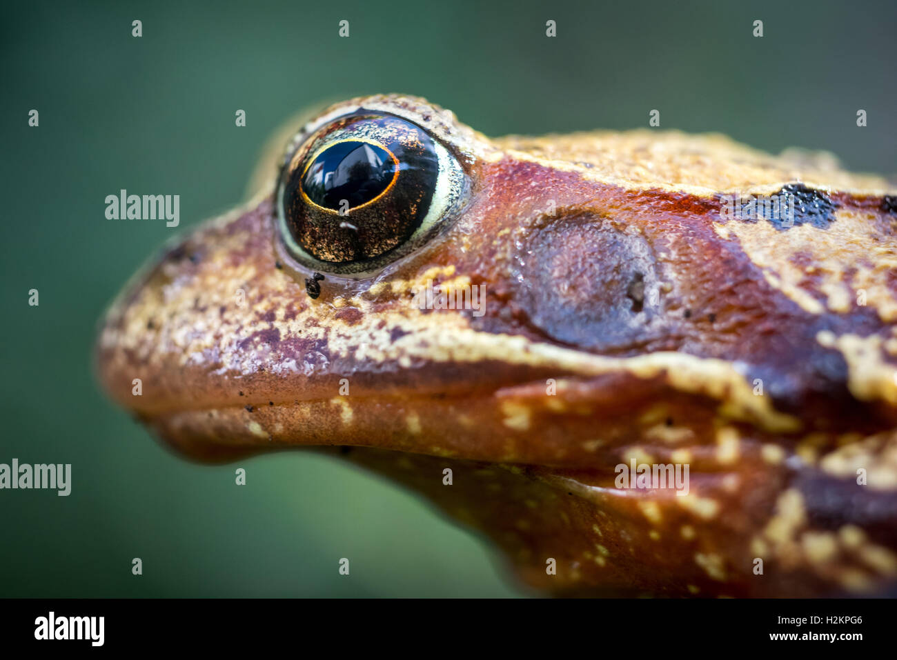 Sussex, Regno Unito. Il 28 settembre 2016. Un giardino comune rana in un giardino nel Sussex ieri; uno studio pubblicato questa settimana nella ricerca biologica ufficiale, Royal Society B, suggerisce che l'introduzione di animali infetti da rivenditori acquatici in stagni, o specie in movimento tra i diversi stagni, possono giocare un ruolo nella diffusione della mortale malattia di rana, ranavirus, in tutto il Regno Unito. Credito: Andrew Hasson/Alamy Live News Foto Stock