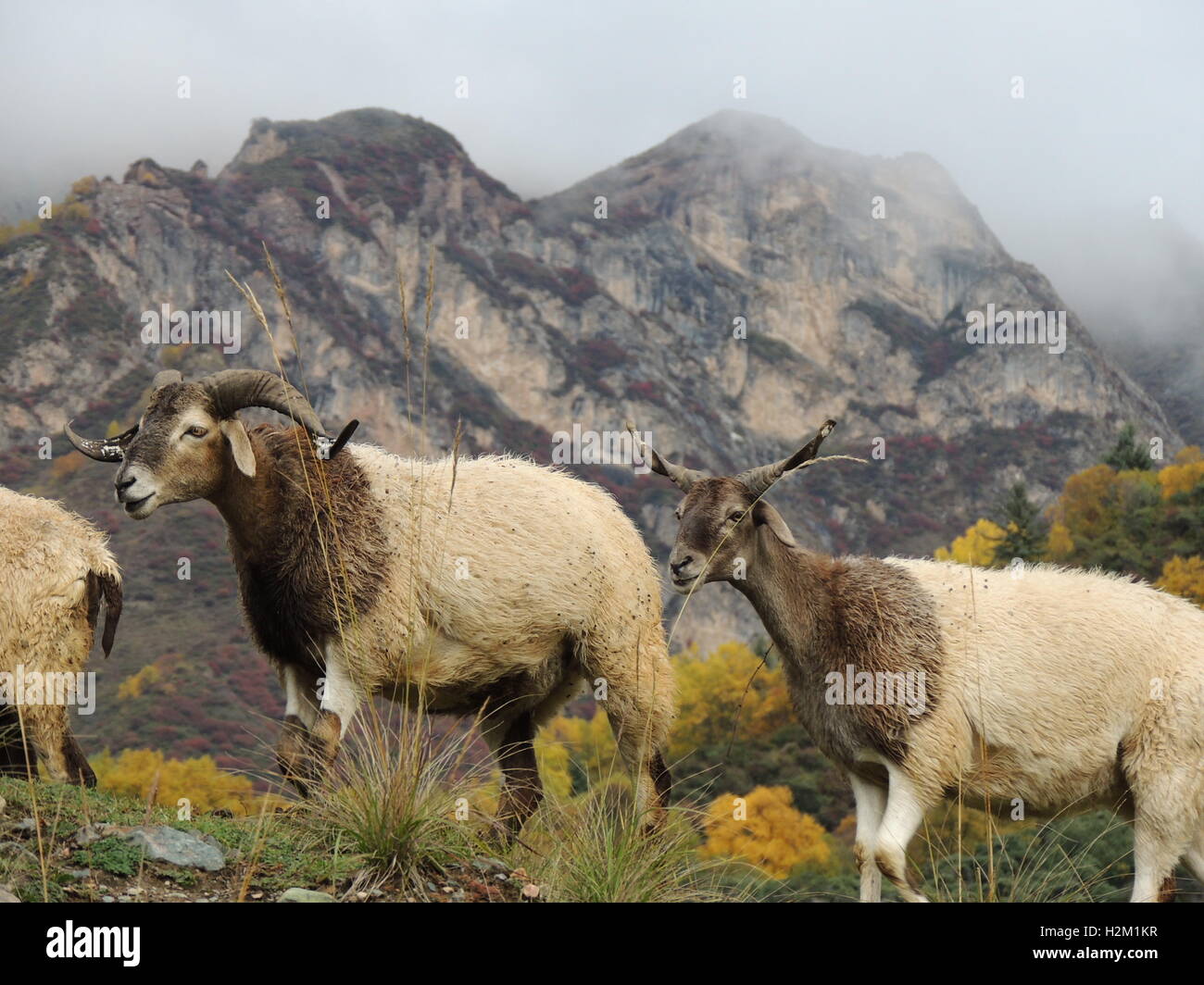 Xining, Xining, Cina. 29Sep, 2016. Xining, CINA-Settembre 29 2016:?(Editorial?uso?Solo.?CINA?OUT) scenario autunnale di Qunjia National Forest Park nella contea di Huangzhong, Xining Città, Northwest Cina¡Â¯s Provincia di Qinghai, 29 settembre 2016. Come arriva l'autunno, le foglie degli alberi girare varie sfumature di color ruggine e rosso, creando uno splendido scenario. © SIPA Asia/ZUMA filo/Alamy Live News Foto Stock