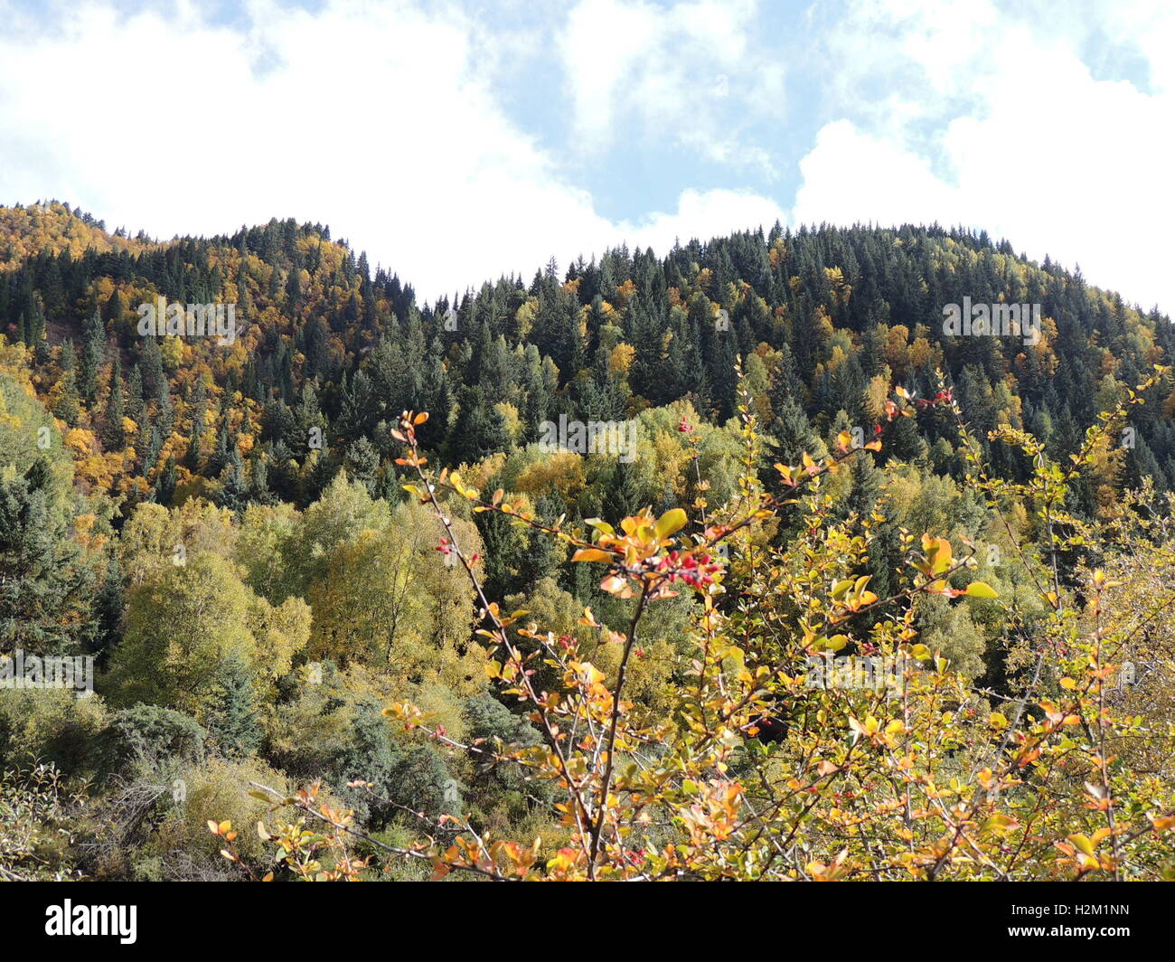 Xining, Xining, Cina. 29Sep, 2016. Xining, CINA-Settembre 29 2016:?(Editorial?uso?Solo.?CINA?OUT) scenario autunnale di Qunjia National Forest Park nella contea di Huangzhong, Xining Città, Northwest Cina¡Â¯s Provincia di Qinghai, 29 settembre 2016. Come arriva l'autunno, le foglie degli alberi girare varie sfumature di color ruggine e rosso, creando uno splendido scenario. © SIPA Asia/ZUMA filo/Alamy Live News Foto Stock