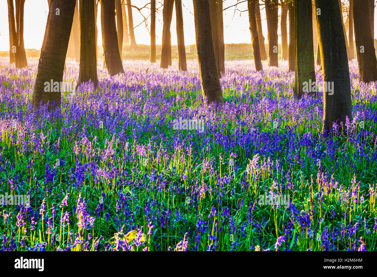 Bluebell boschi a sunrise. Foto Stock