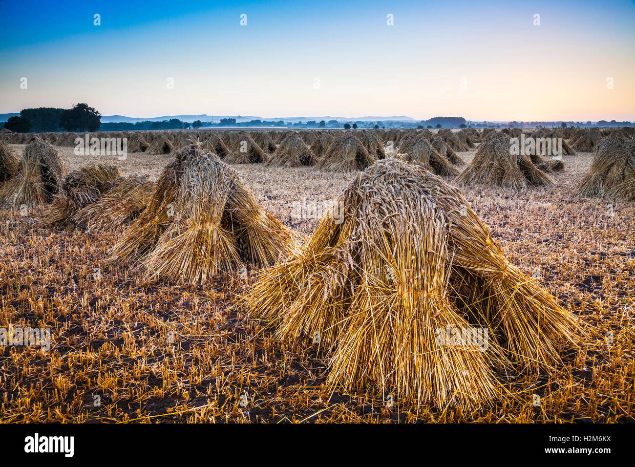 Stooks tradizionale di grano in un campo nel Wiltshire, Regno Unito. Foto Stock