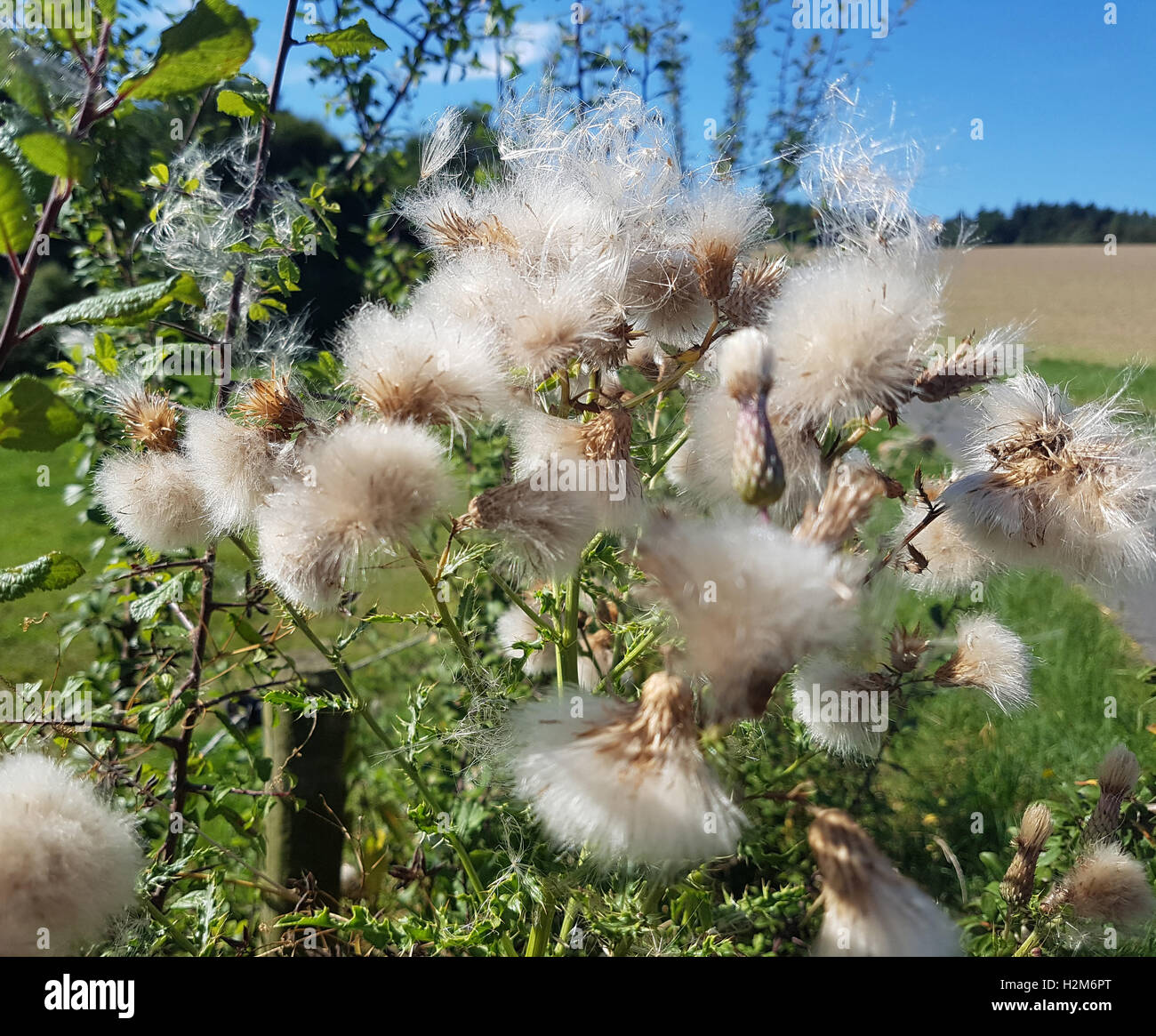 Acker-Kratzdistel; Samenstand,; Cirsium arvense Foto Stock