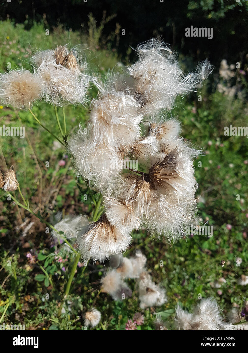 Acker-Kratzdistel; Samenstand,; Cirsium arvense Foto Stock