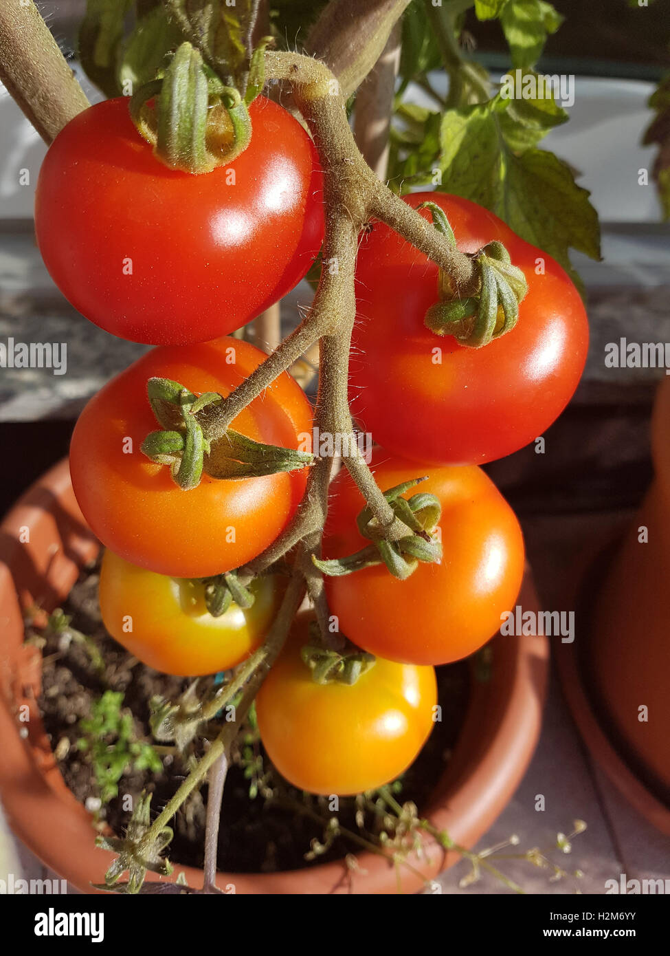 Tomaten;, Lycopersicon esculentum Foto Stock