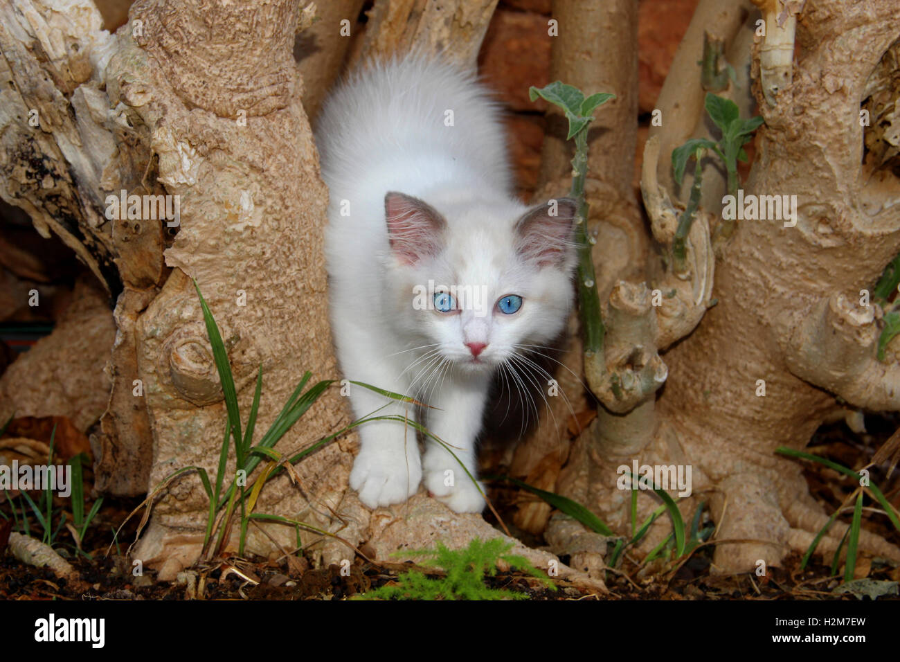 Gattini ragdoll, dodici settimane, in piedi sul gambo di una tromba albero nel giardino Foto Stock