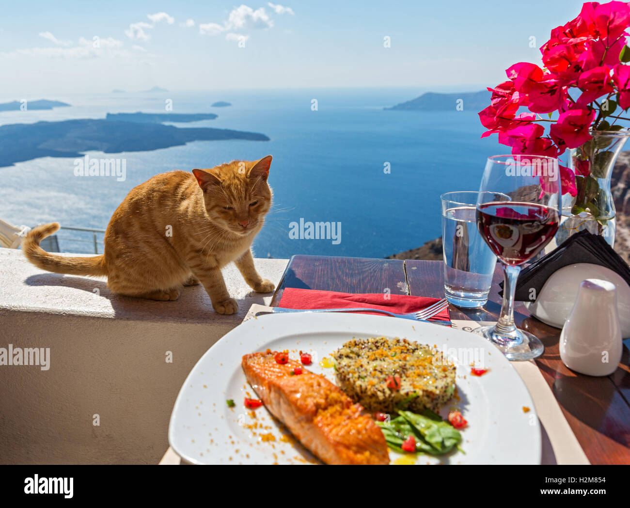 Fame cat guarda a un piatto di pesce in un ristorante tabella Foto Stock