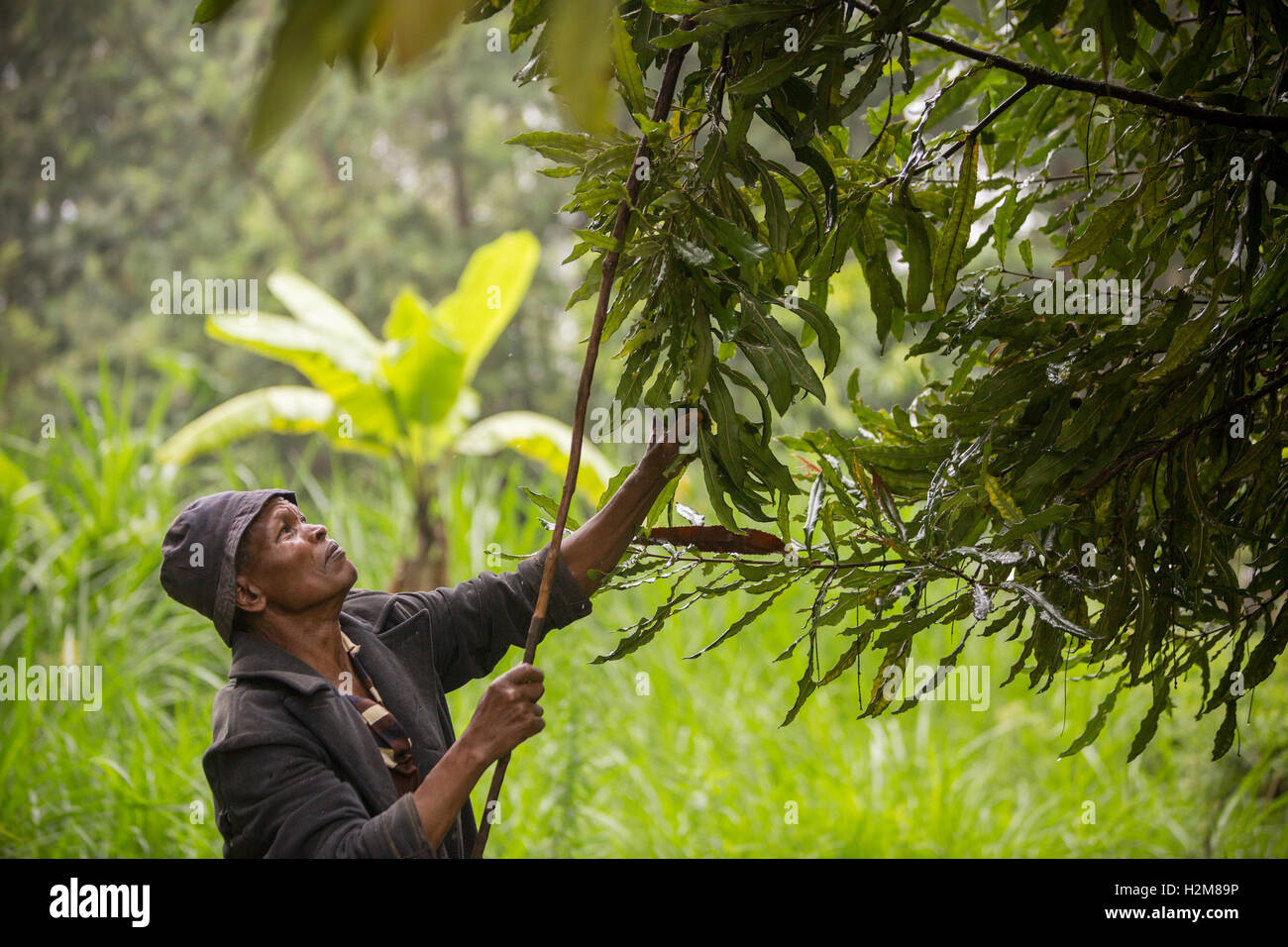 Un commercio equo dado raccolti di coltivatore di noci di macadamia per scuotimento dall'albero nella contea di Kirinyaga, Kenya. Foto Stock