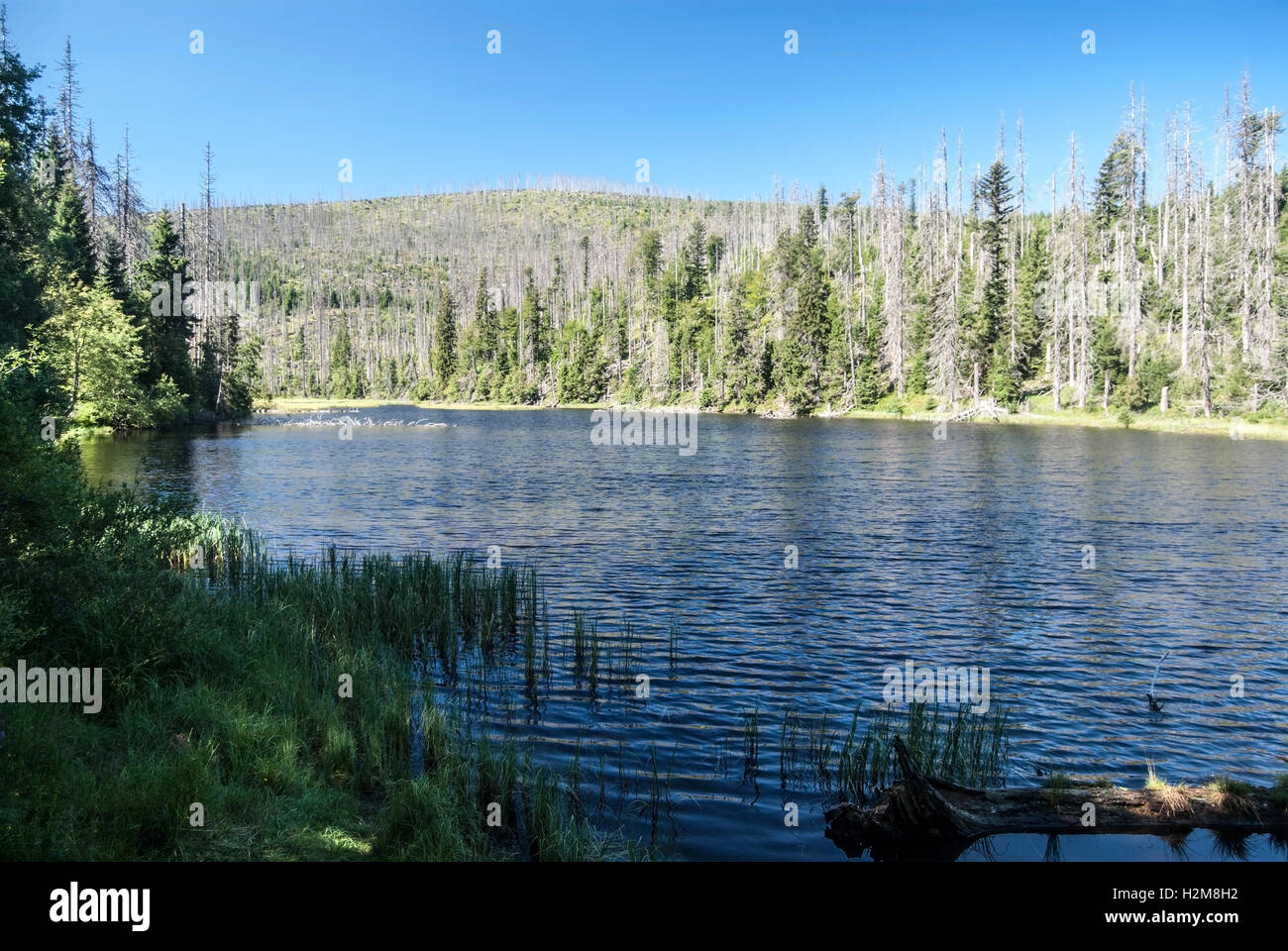 Laka lago di montagna con il cielo limpido e la foresta devastata dall'infestazione da scolitidi nelle montagne sumava Foto Stock