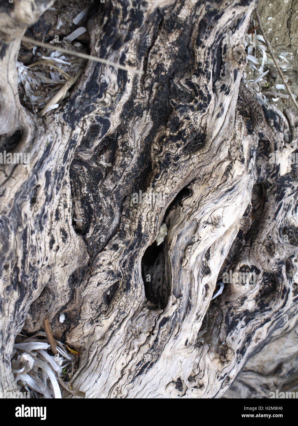 Interessante driftwood lavato fino a Roda Beach, Corfù, Grecia Foto Stock