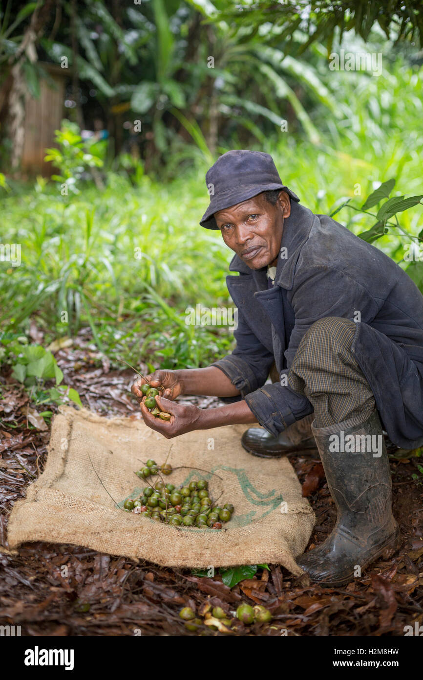 Un commercio equo coltivatore dado di foraggi per noci macadamia nella contea di Kirinyaga, Kenya. Foto Stock