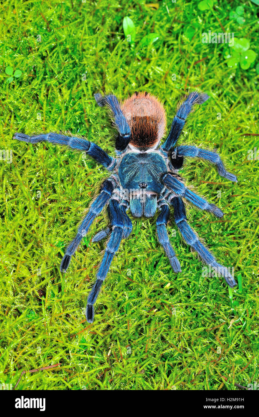 Greenbottle Blue Tarantola femmina (Chromatopelma Cyaneopubescens) Foto Stock