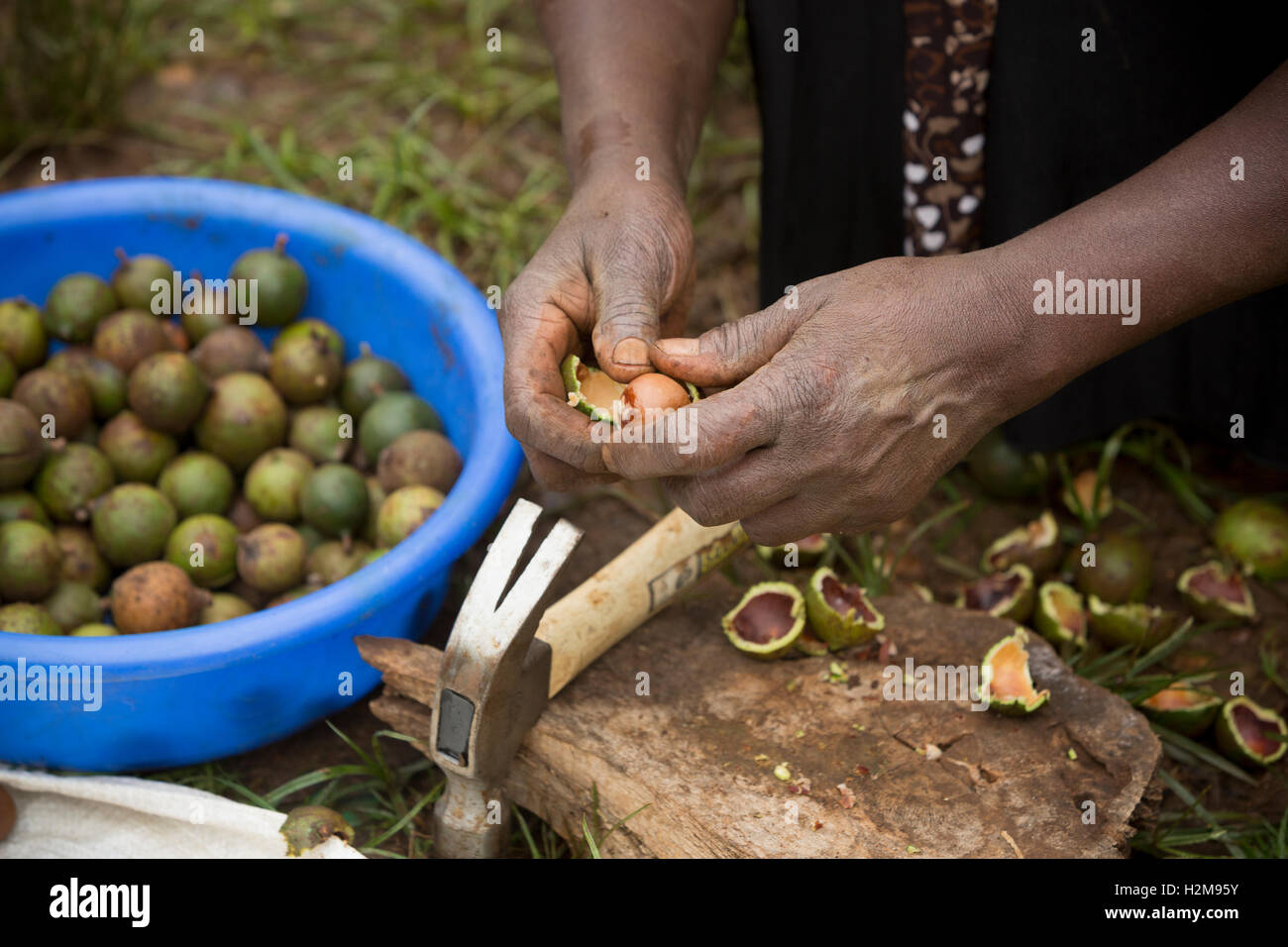 Un commercio equo gusci di coltivatore raccolti di fresco di noci di macadamia con un martello nella sua casa di Kirinyaga County, in Kenya. Foto Stock