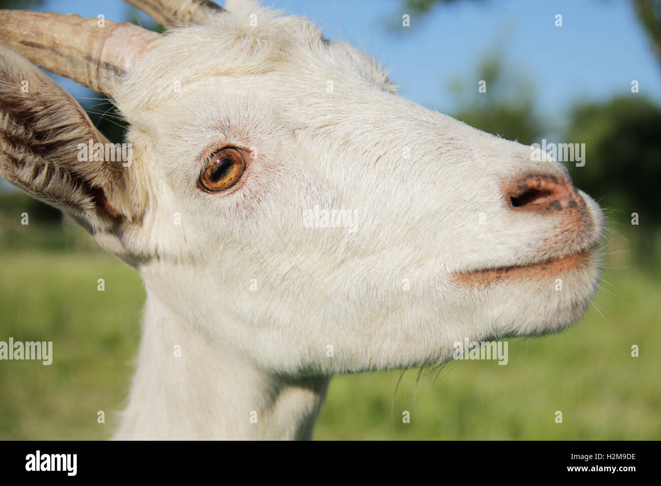 Funny capra bianca ritratto close up foto Foto Stock