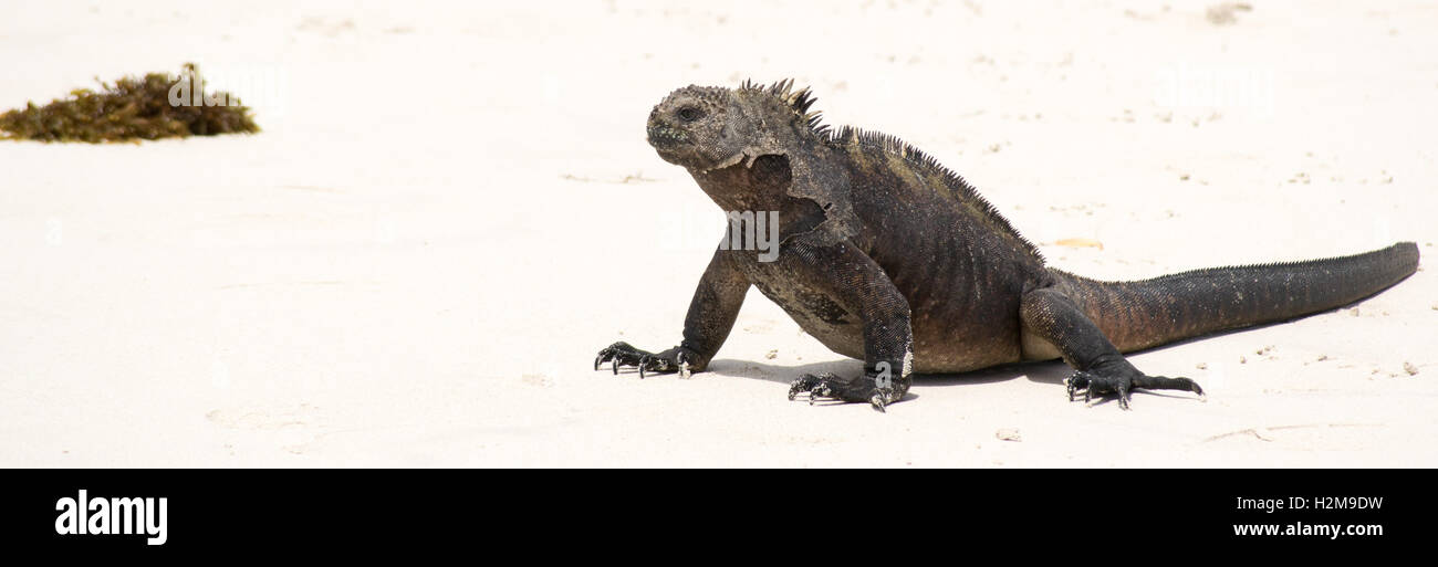 Iguana verde Foto Stock