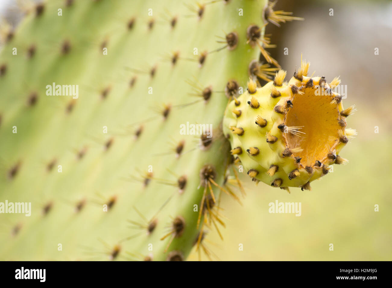 Ecuador, Galapagos: vecchia endemica cactus giganti-tree Foto Stock