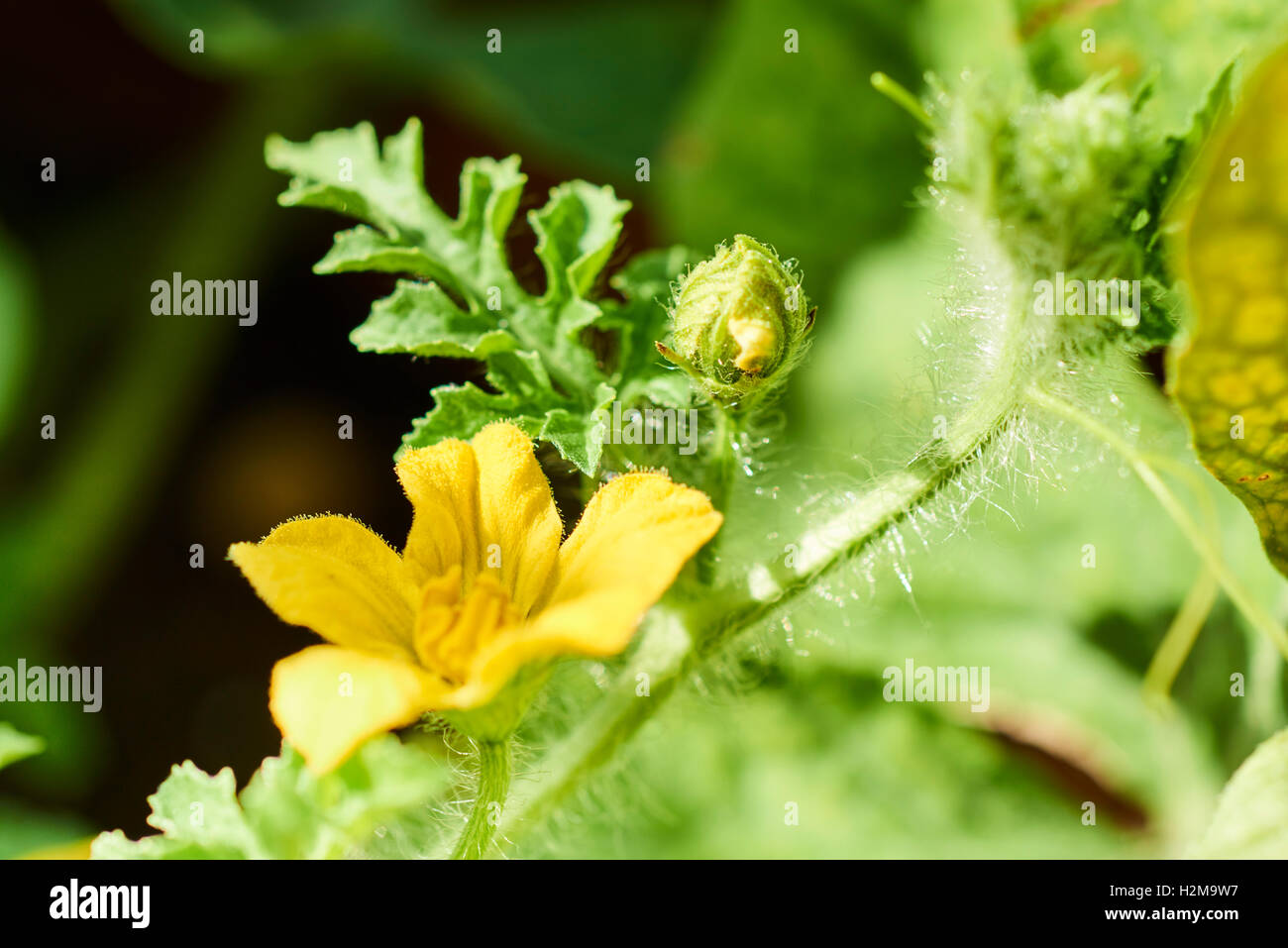 Pianta di cocomero Foto Stock