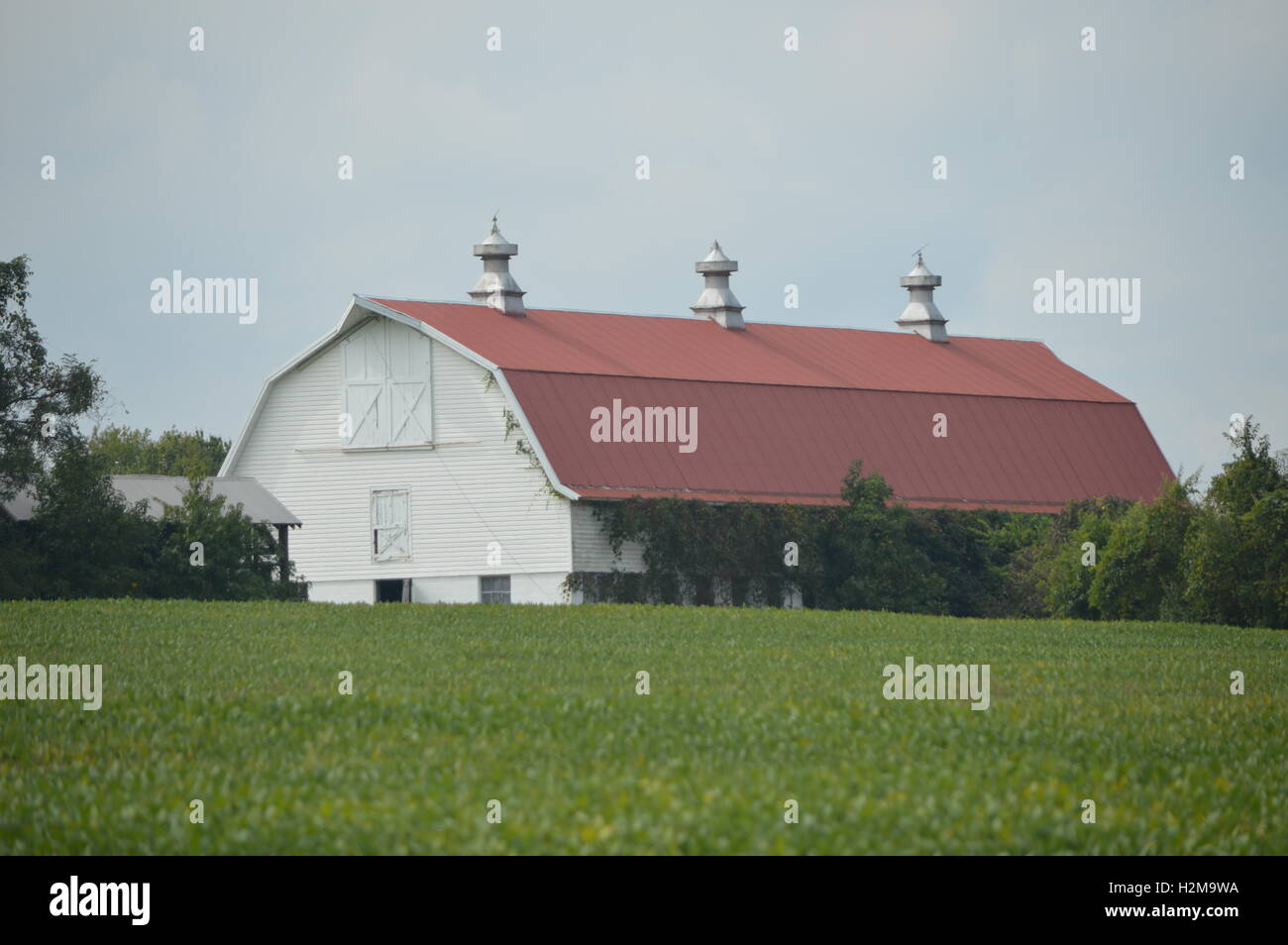 Un grande, bianco, dal tetto rosso Granaio sorge in un campo di fagioli a Chesapeake in città, Maryland. Questo agriturismo è vicino al C&D Canal. Foto Stock
