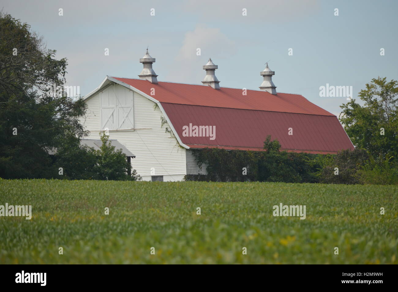 Un grande, bianco, dal tetto rosso Granaio sorge in un campo di fagioli a Chesapeake in città, Maryland. Questo agriturismo è vicino al C&D Canal. Foto Stock
