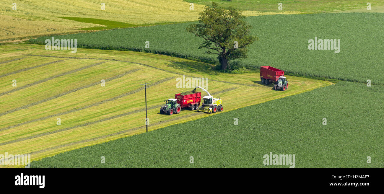 Fotografia aerea, raccolto, trattore con inseguitore, fotografia aerea di Rüthen, Sauerland, Soester Börde, Renania settentrionale-Vestfalia, Foto Stock