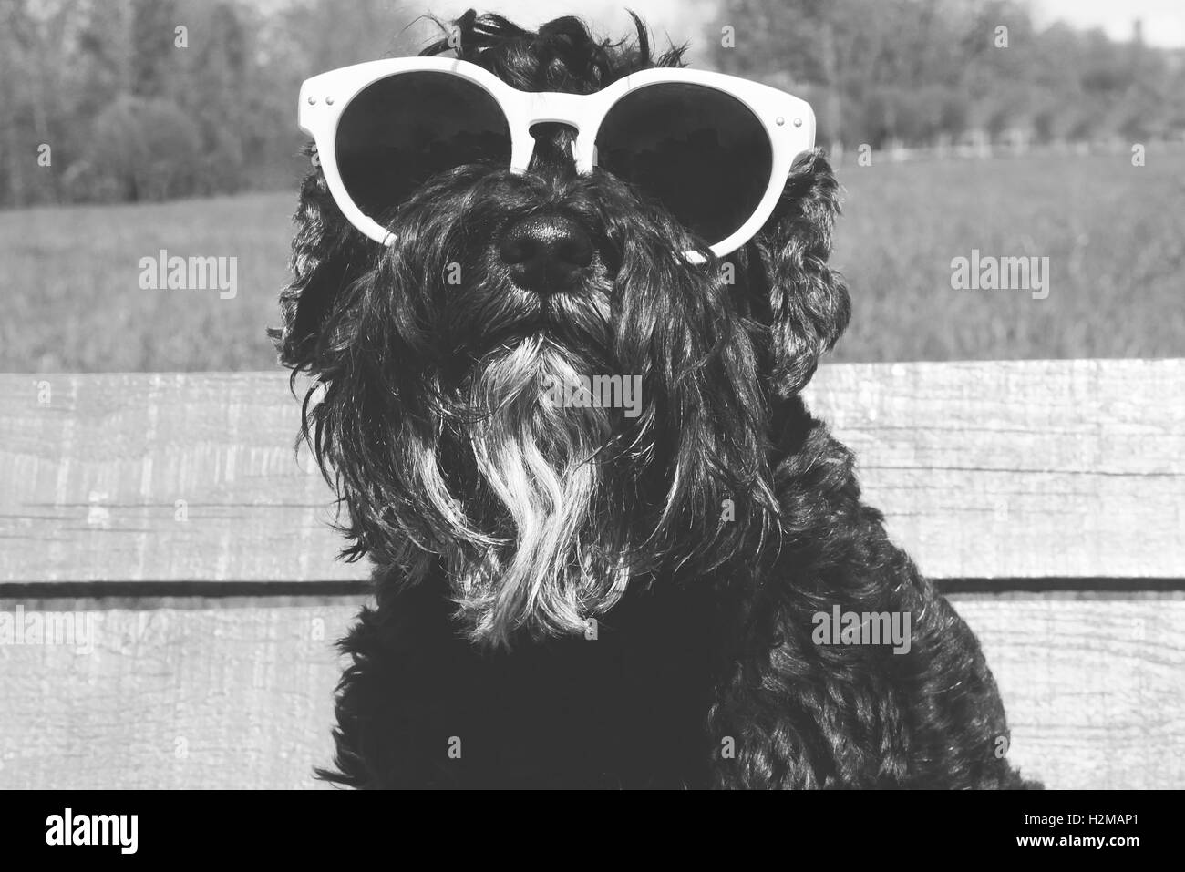 Cane in occhiali da sole animale ritratto in bianco e nero Foto Stock