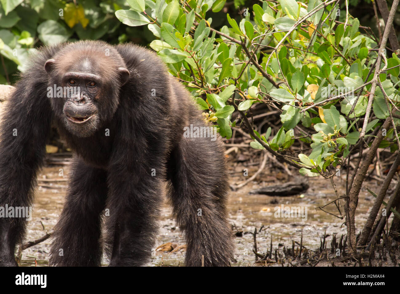 Uno scimpanzé si erge nel fango al bordo delle acque su Monkey Island in Liberia. Foto Stock