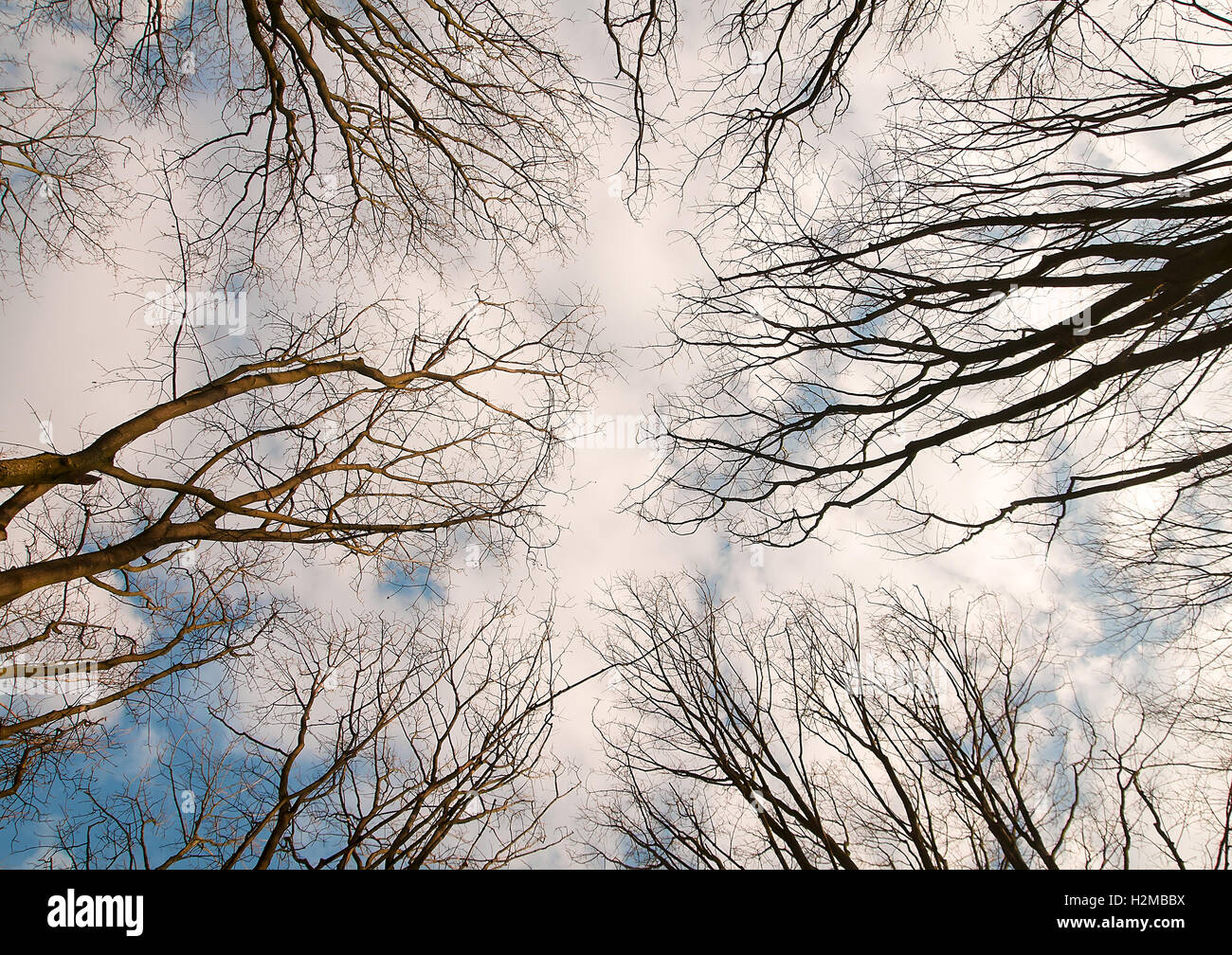 Vista attraverso il treetop di una foresta scura con grandi alberi Foto Stock