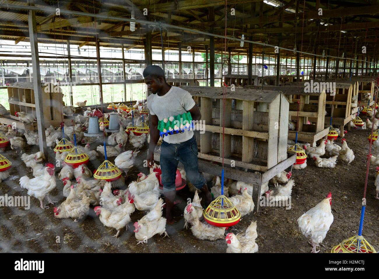 La Nigeria, stato di Oyo, Ibadan, pollaio, mantenendo lo strato di gallina per la produzione di uova /Legehennenhaltung fuer Eierproduktion Foto Stock