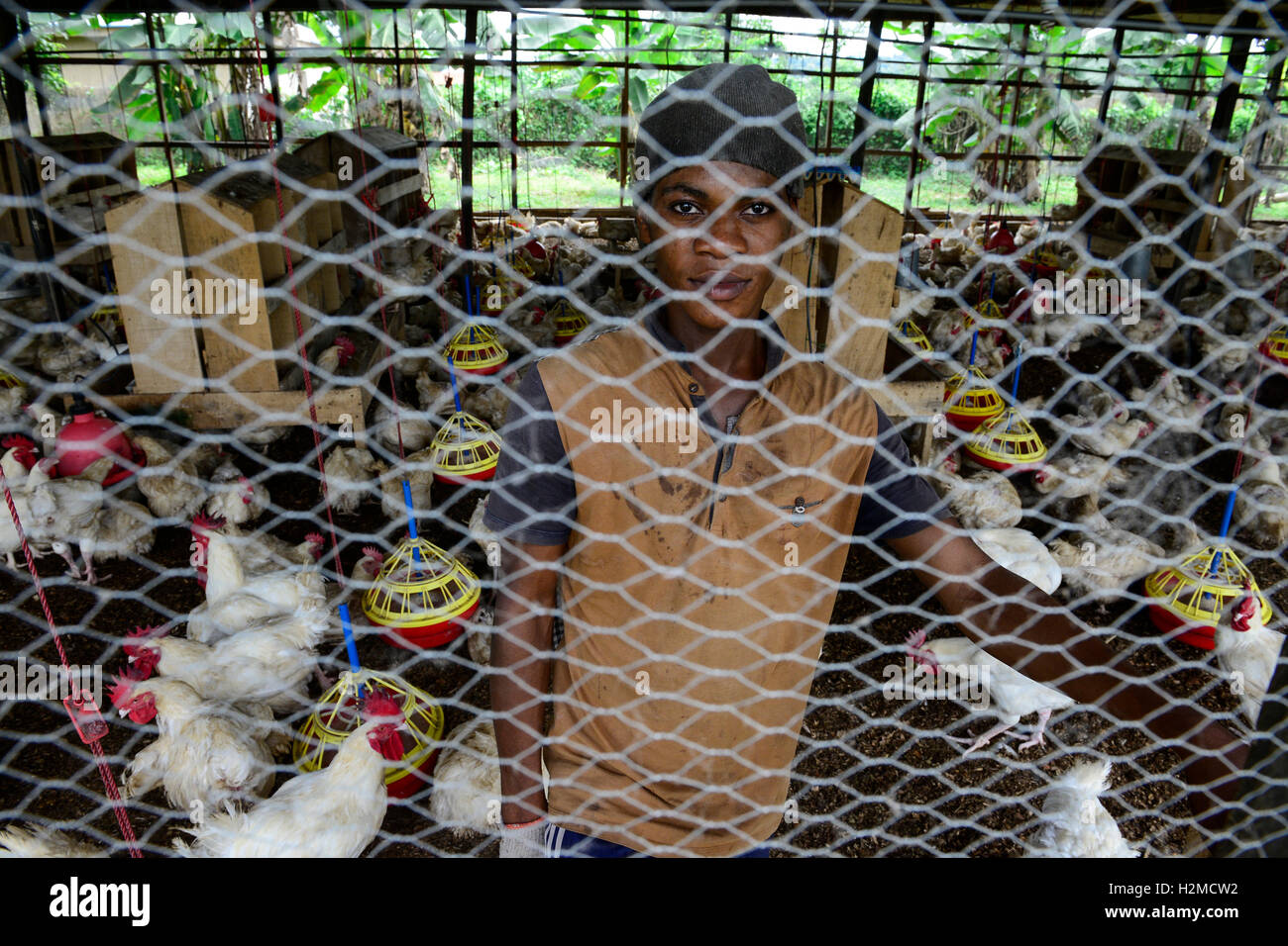 La Nigeria, stato di Oyo, Ibadan, pollaio, mantenendo lo strato di gallina per la produzione di uova /Legehennenhaltung fuer Eierproduktion Foto Stock