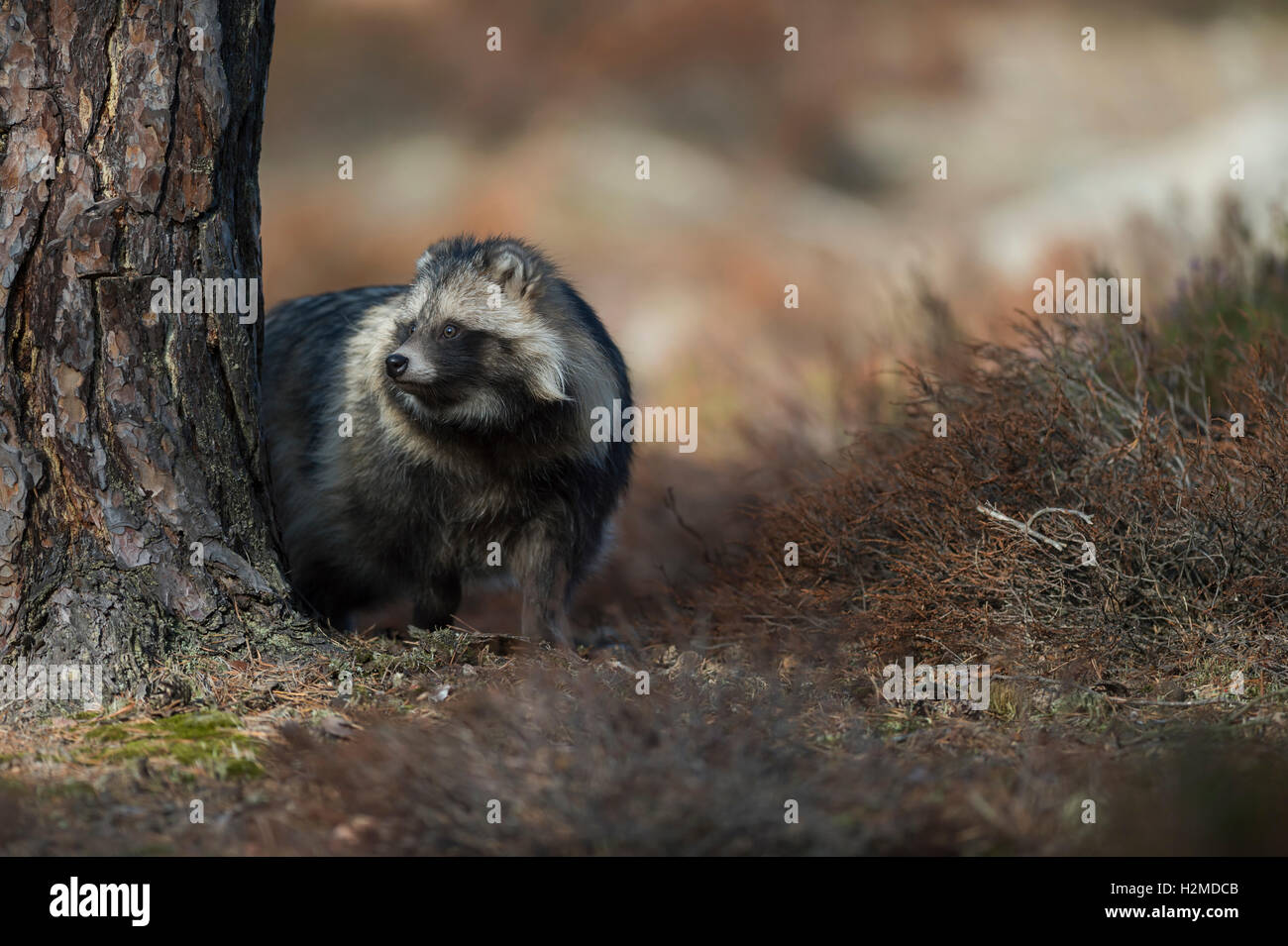 Cane procione / Marderhund ( Nyctereutes procyonoides ), comportamento reticente, nascosto dietro ad un albero, osservando attentamente. Foto Stock